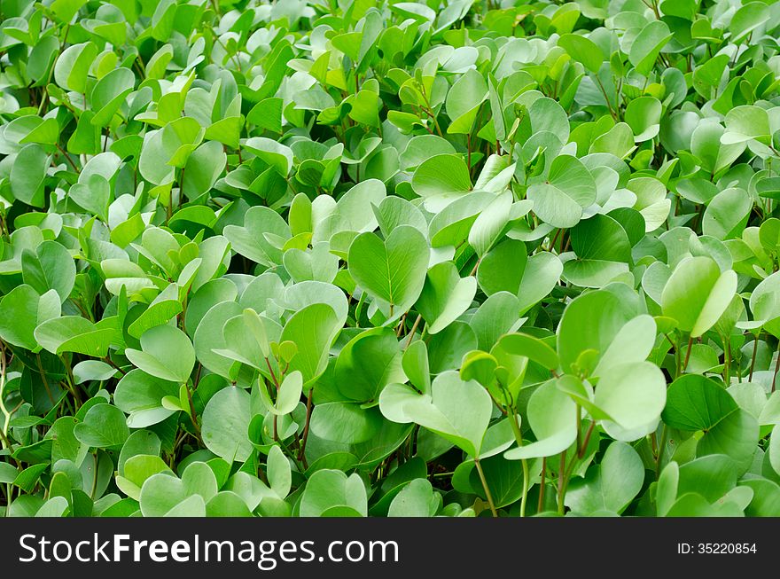 Beach morning glory is the herb can cure jellyfish poisoning