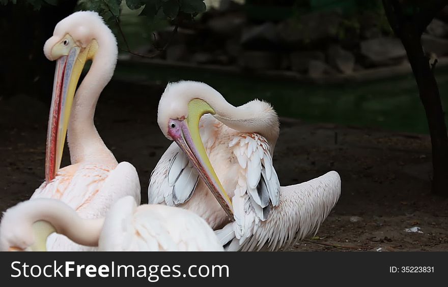 Pelicans cleans her feathers