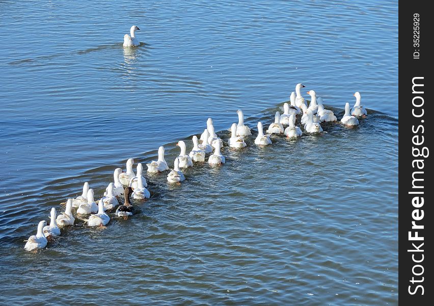 Geese On Lake