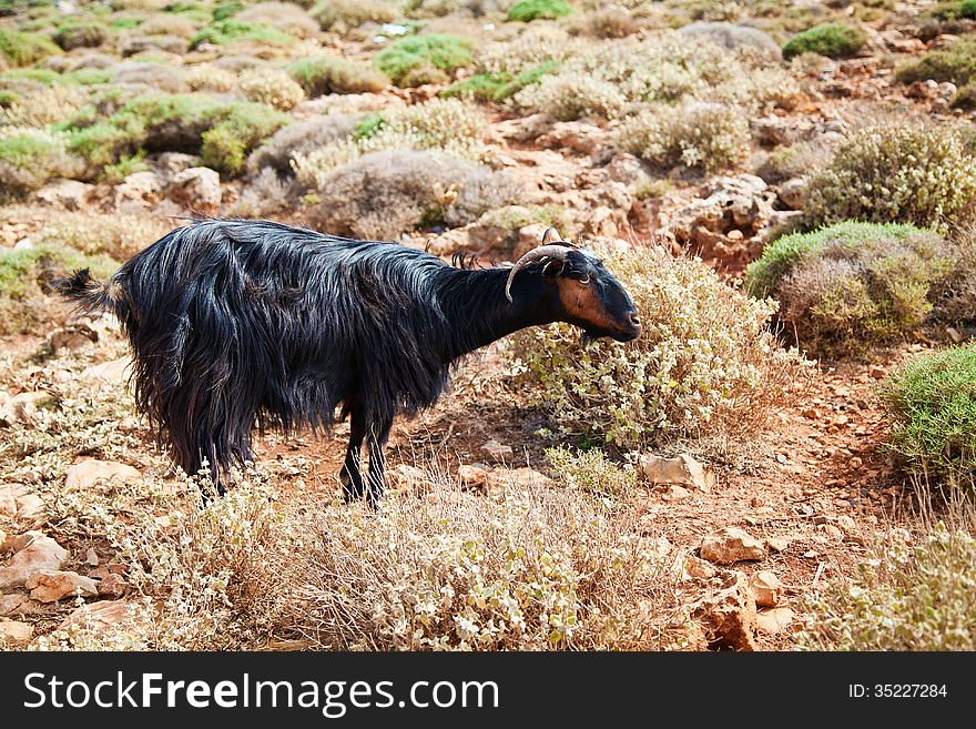 Wild mountain goat among dried grass on the Crete island, Greece