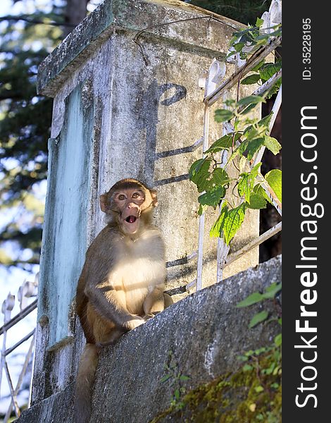 Young monkey looking with interest in my camera. Young monkey looking with interest in my camera.