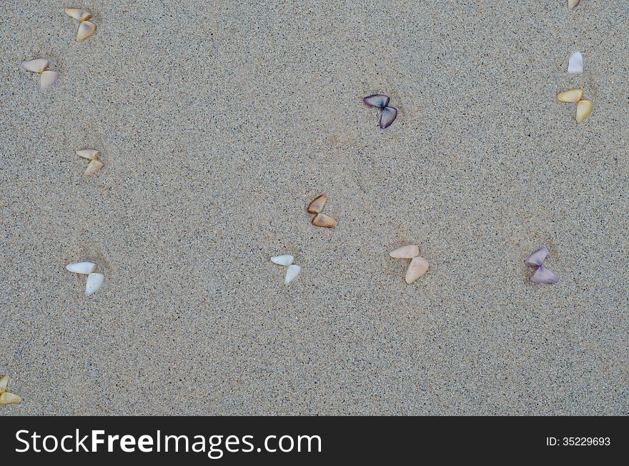 Wet beach sand with seashells background