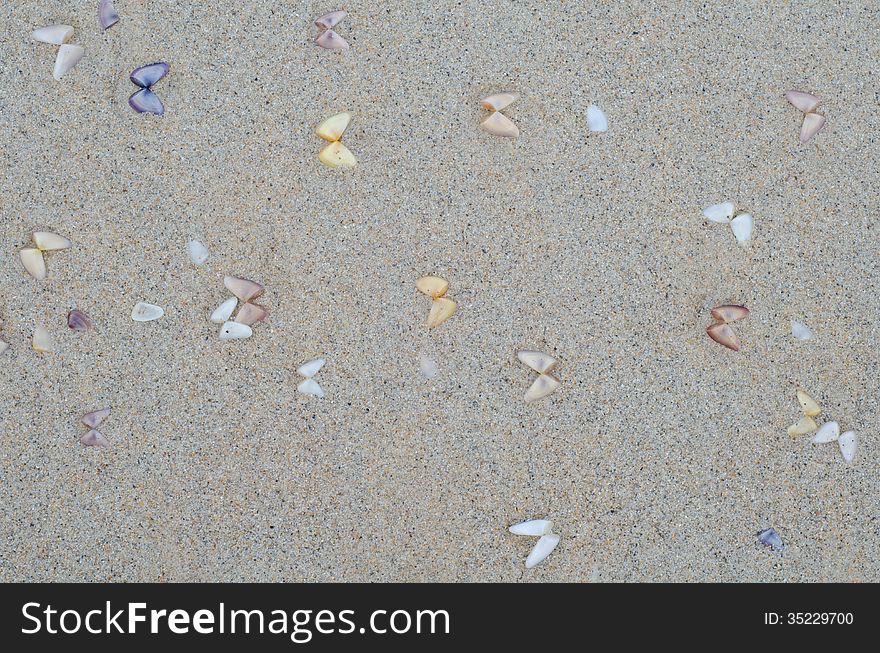 Wet beach sand with seashells