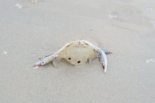 Dead Crab On The Beach Royalty Free Stock Images