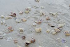 Wet Beach Sand With Seashells Royalty Free Stock Photos Wet Beach Sand With Seashells Royalty Free Stock Photos