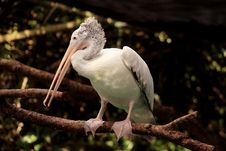 Pelican At The Singapore Zoo Stock Photo Pelican At The Singapore Zoo Stock Photo