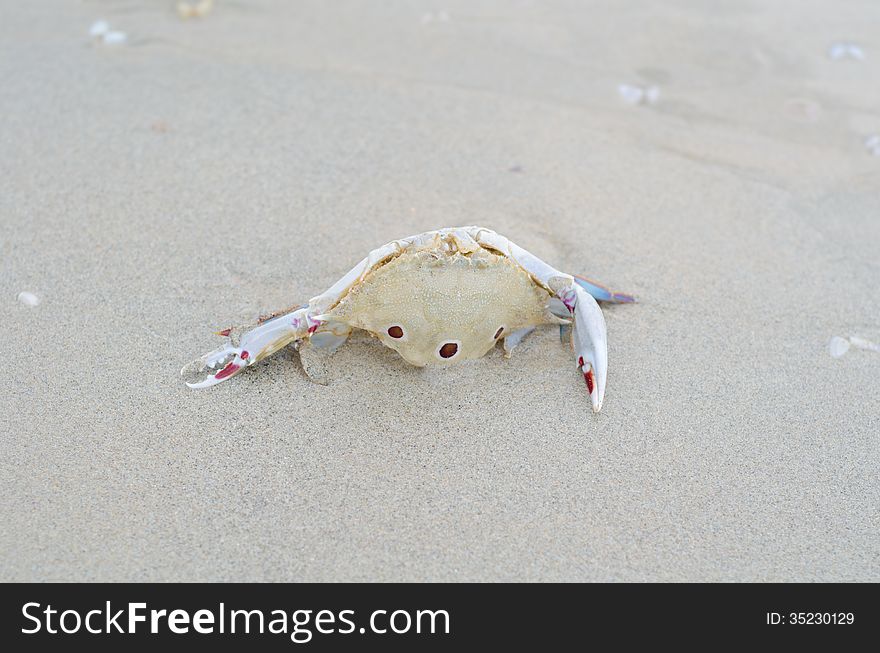 Dead crab on the patong beach, Thailand. Dead crab on the patong beach, Thailand