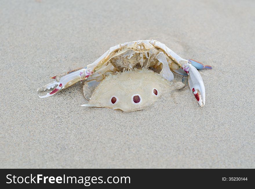 Dead crab on the patong beach, Thailand. Dead crab on the patong beach, Thailand