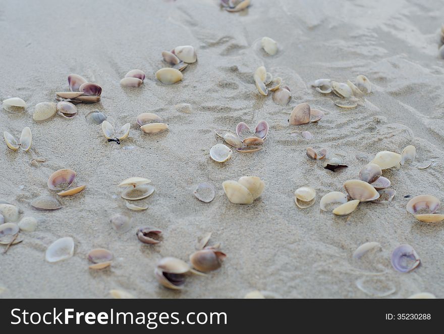 Wet beach sand with seashells