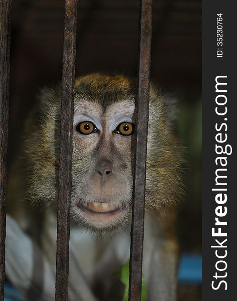 A Philippine long-tailed macaque inside a cage. A Philippine long-tailed macaque inside a cage.
