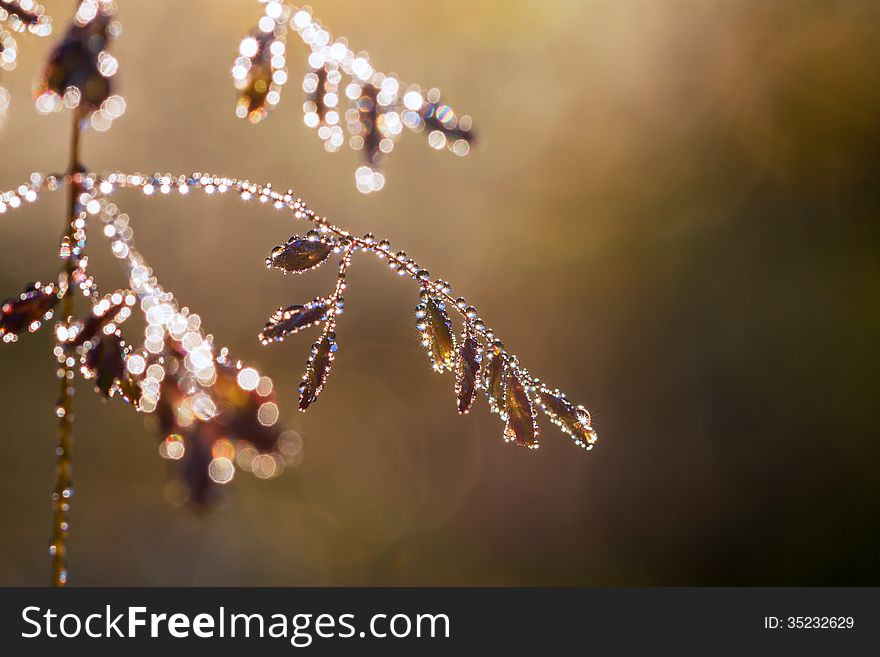 The grass with drops of dew glints in the sun. The grass with drops of dew glints in the sun