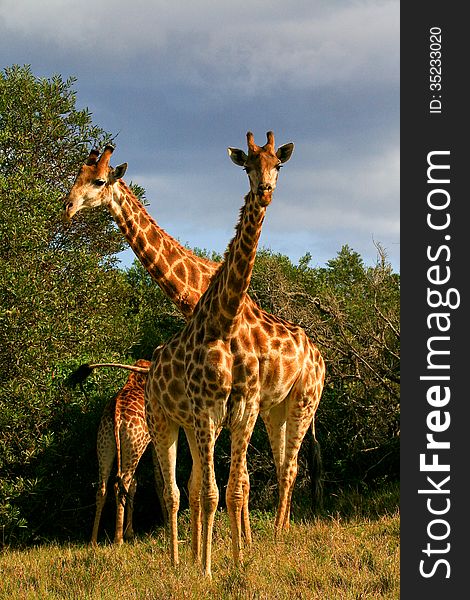 Two giraffe browsing trees in the Eastern Cape region of South Africa on a sunny day.