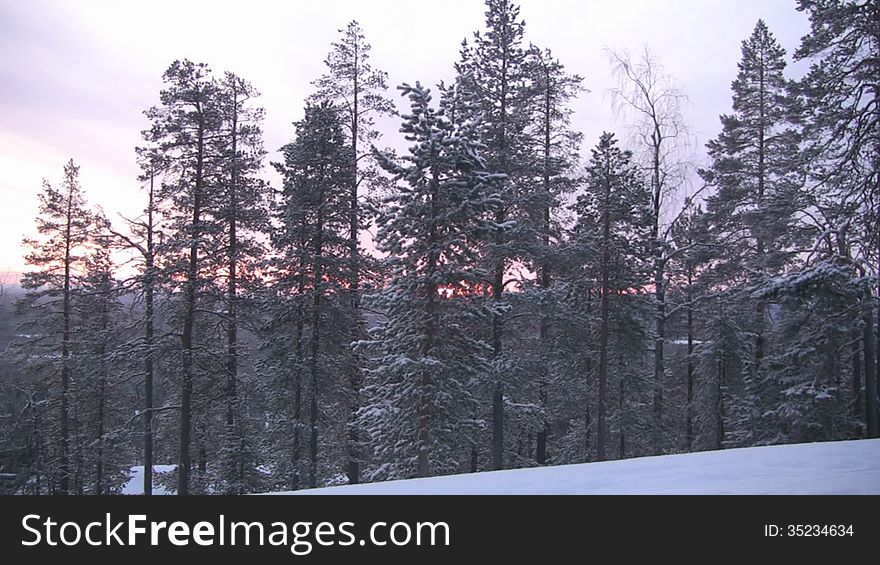 Camera zooms pine branches, which can be seen through the cold northern sun barely risen above the horizon. Twilight. Lapland. Camera zooms pine branches, which can be seen through the cold northern sun barely risen above the horizon. Twilight. Lapland