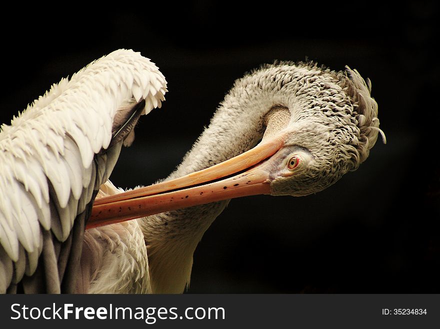 Pelicans are are characterised by a long beak and large throat pouch used in catching prey and draining water from the scooped up contents before swallowing. Pelicans are are characterised by a long beak and large throat pouch used in catching prey and draining water from the scooped up contents before swallowing.