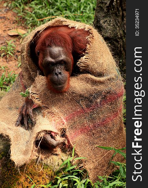 Orangutan At The Singapore Zoo