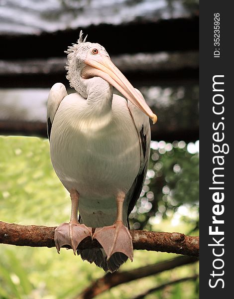Pelican At The Singapore Zoo