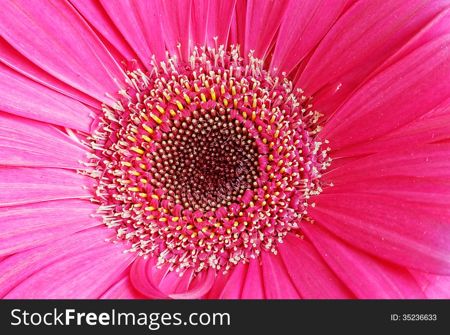 Close up of pink gerber flower