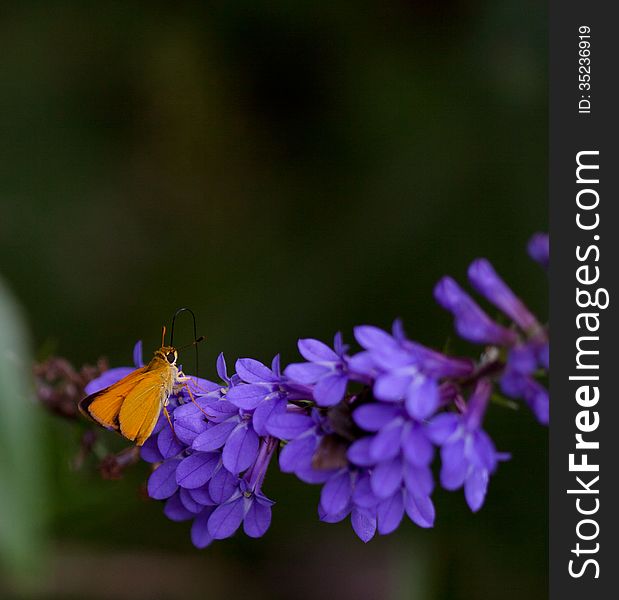 Delaware Skipper Butterfly (Anatrytone logan) on Downy Lobelia (Lobelia puberula)