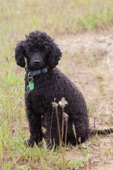 Black Toy Poodle Royalty Free Stock Image