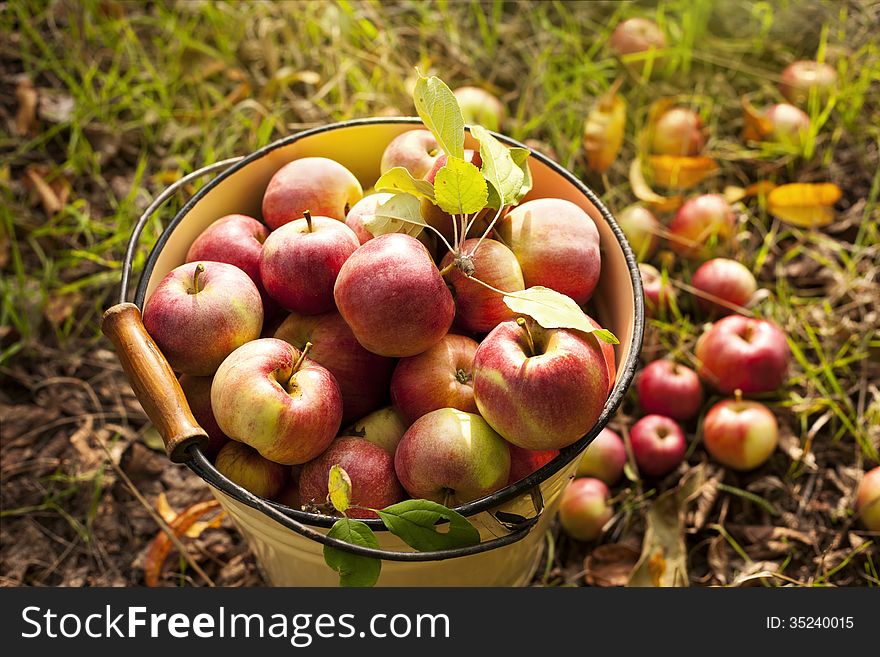 fresh red apple-organic fruit