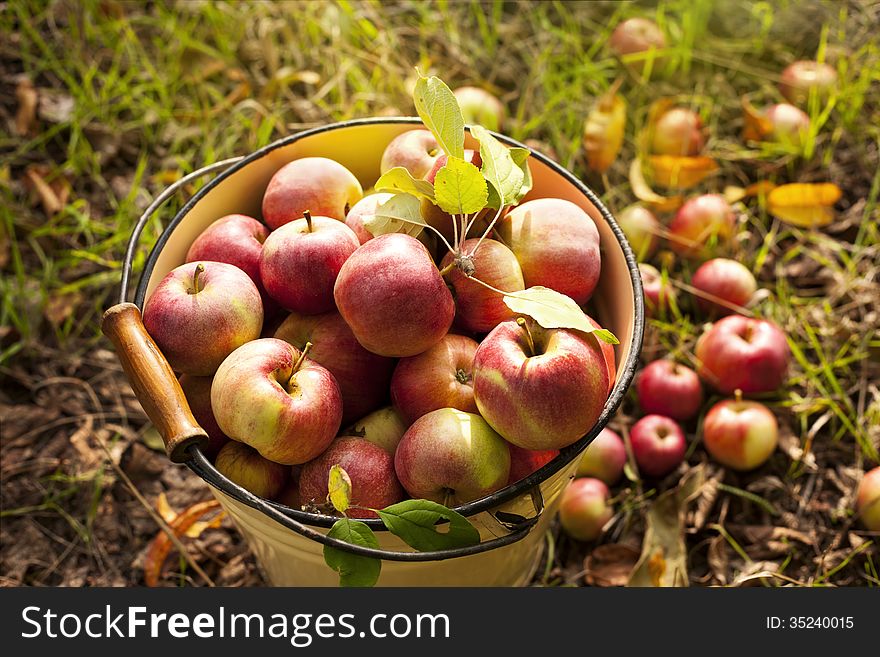 fresh red apple