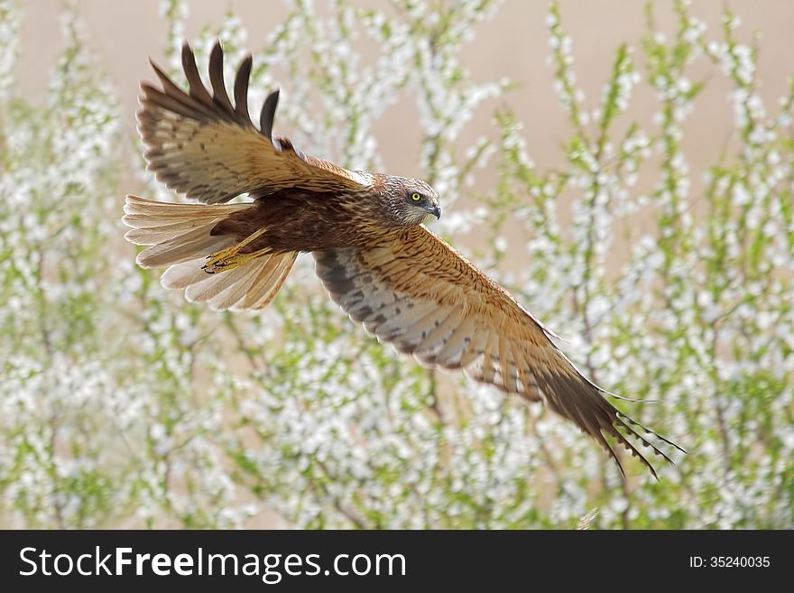 Western Marsh-harrier flying over blooming tree. Western Marsh-harrier flying over blooming tree.