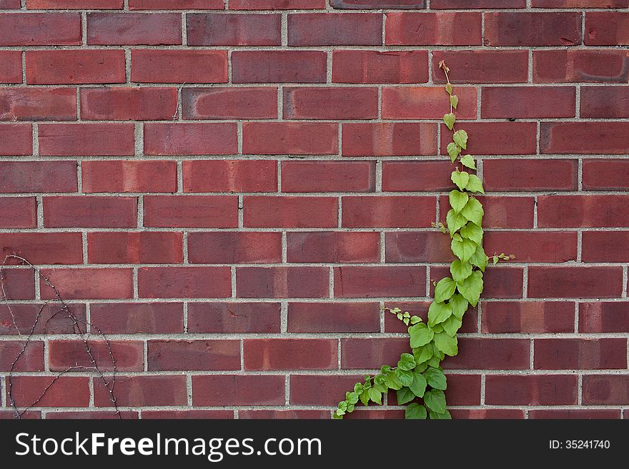 Brown brick wall with plants