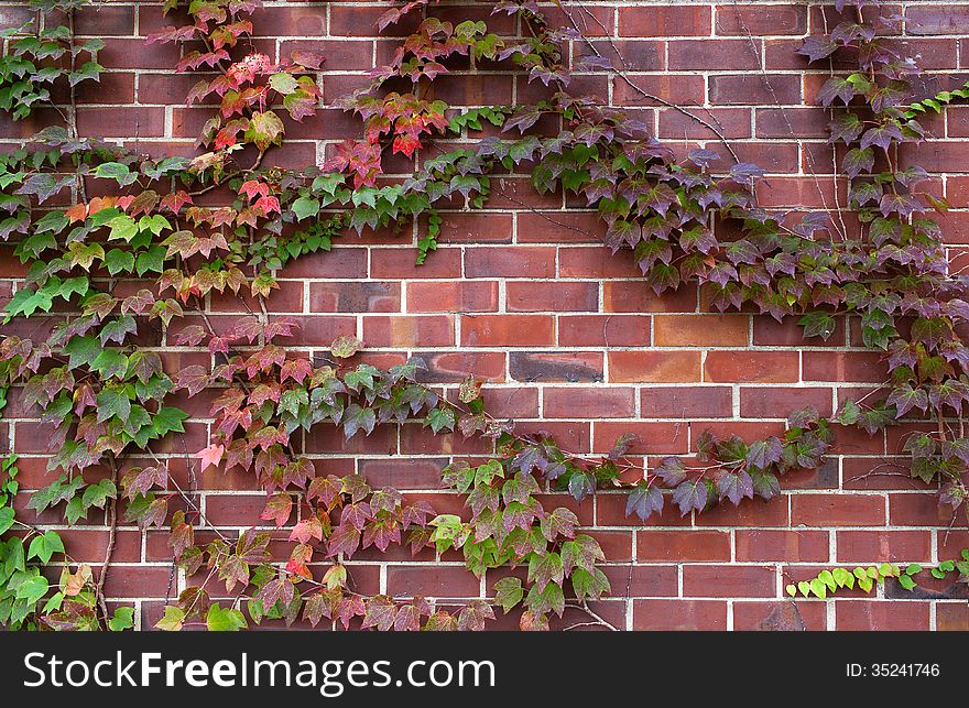 Brown brick wall with plants