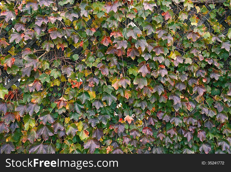 Grape Leaves In Autumn