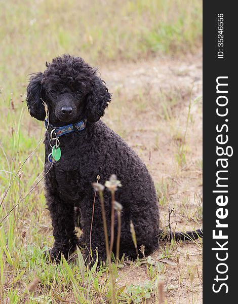 Cute little black toy poodle sitting in field.