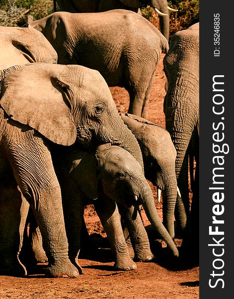 Family group of elephants showing mothers guiding babies in the red dust near a watering hole in Addo Elephant National park, South Africa. Family group of elephants showing mothers guiding babies in the red dust near a watering hole in Addo Elephant National park, South Africa.