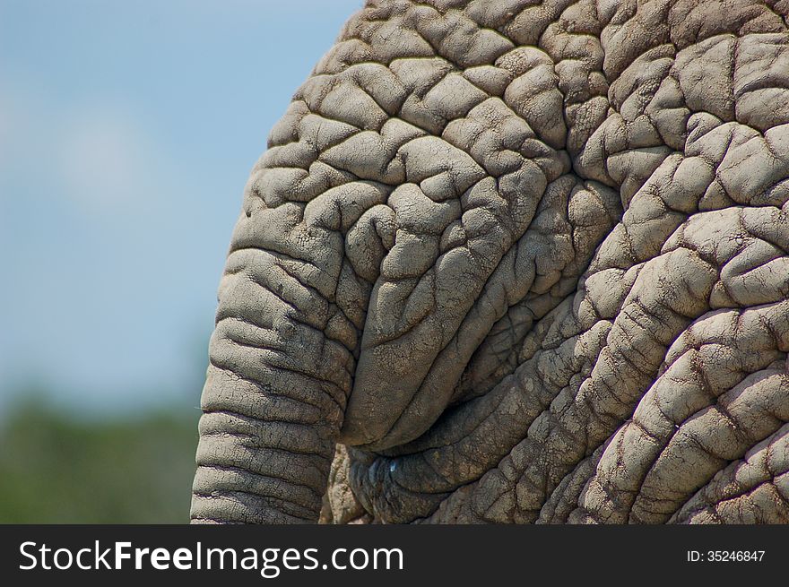 Wrinkled elephant hide close up