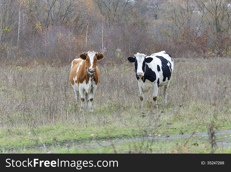 Two cows look into the lens