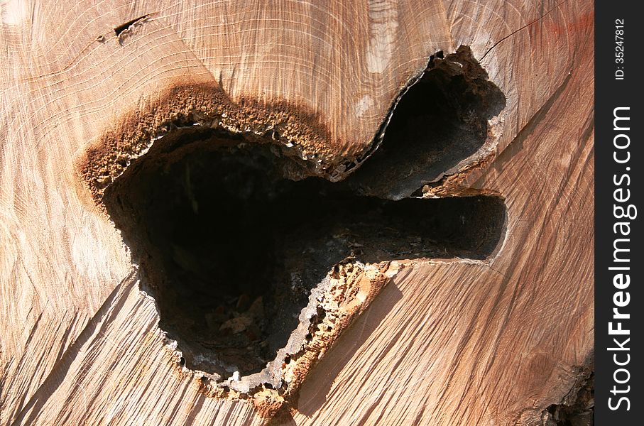 Fresh cut of the teak tree trunk