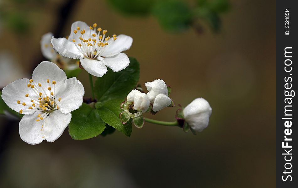 Blooming twig of a fruit tree