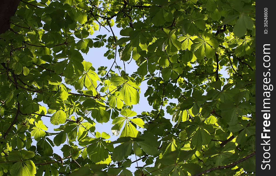 Background with green leaves highlighted the sun