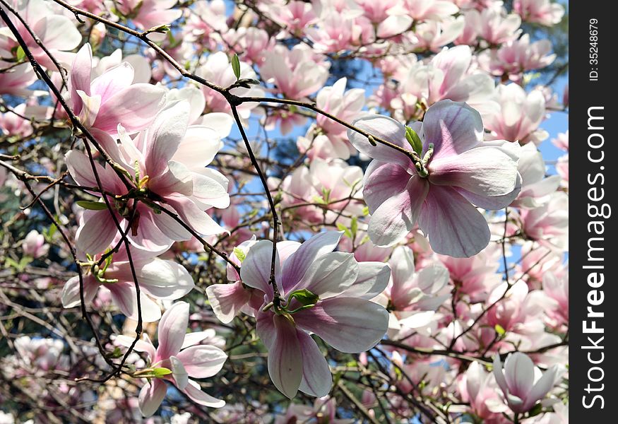 Pink flowers of the magnolia in the full sun