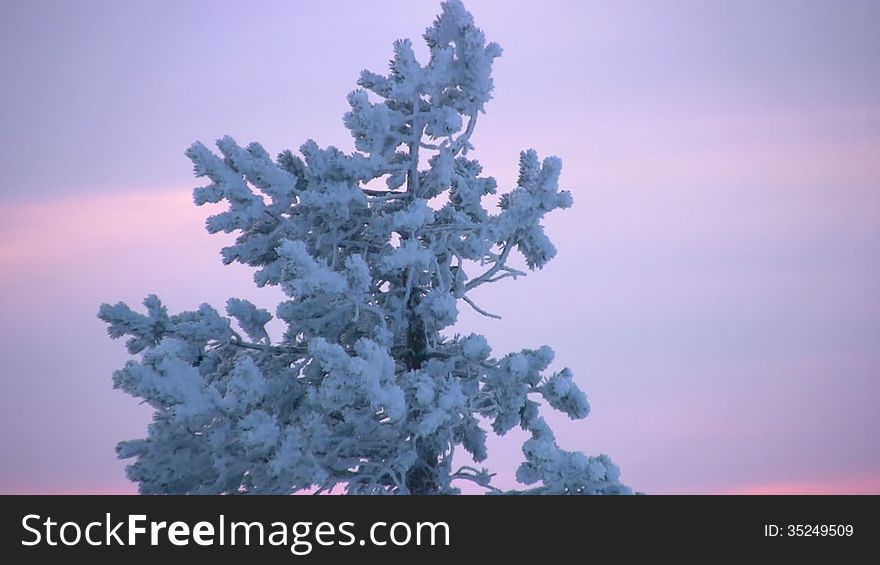 Lonely pine at top of a mountain