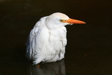 White Egret Royalty Free Stock Photo