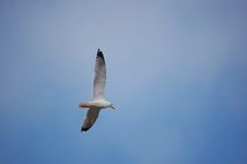 Flying Seagull Stock Photography