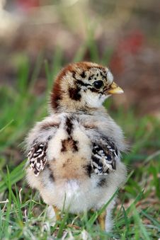 Baby Chicken Stock Photos Baby Chicken Stock Photos