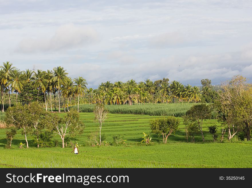 A farm full of palm trees