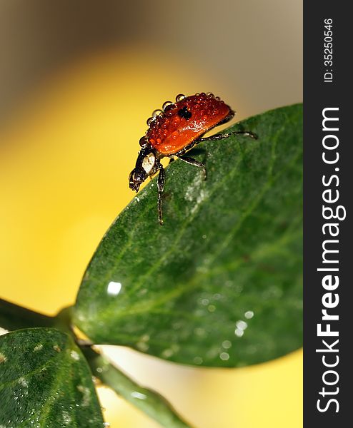 The image of a ladybug sitting on a grass