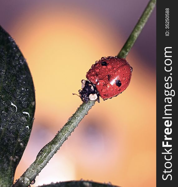 The image of a ladybug sitting on a grass