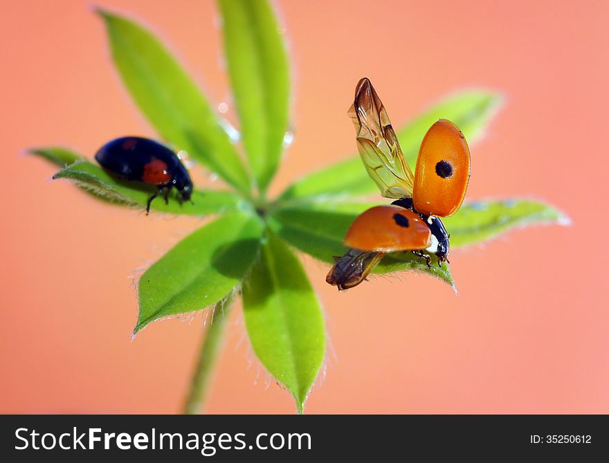 The image of a ladybug sitting on a grass