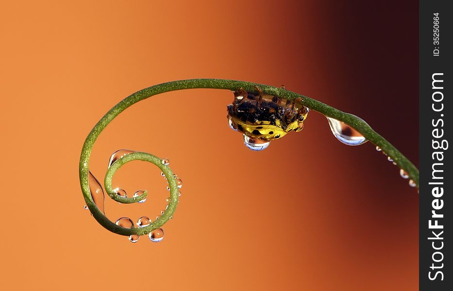 The image of a ladybug sitting on a grass