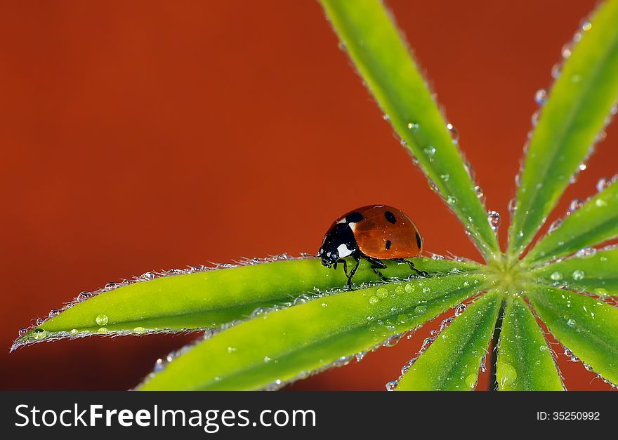 The image of a ladybug sitting on a grass