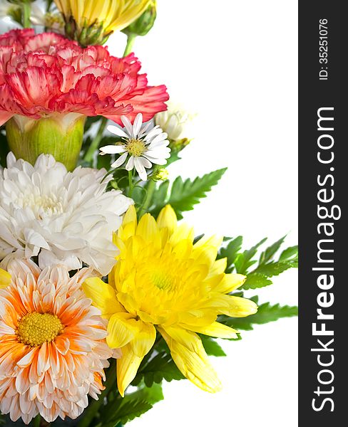 Group of colorful chrysanthemum flower on white background