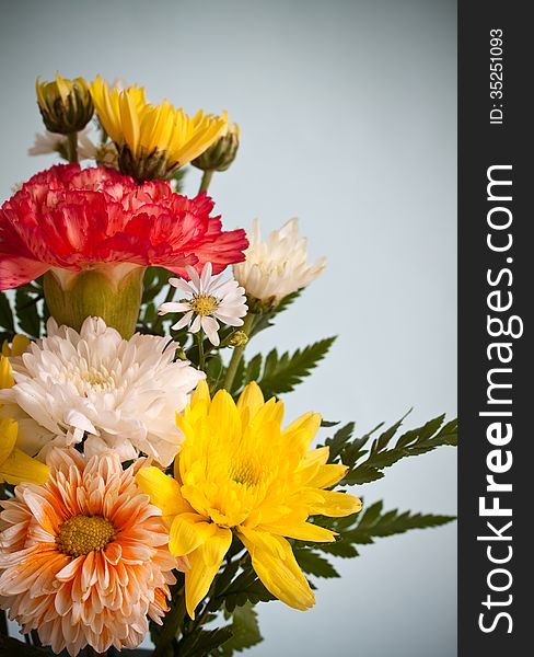 Group of colorful chrysanthemum flower