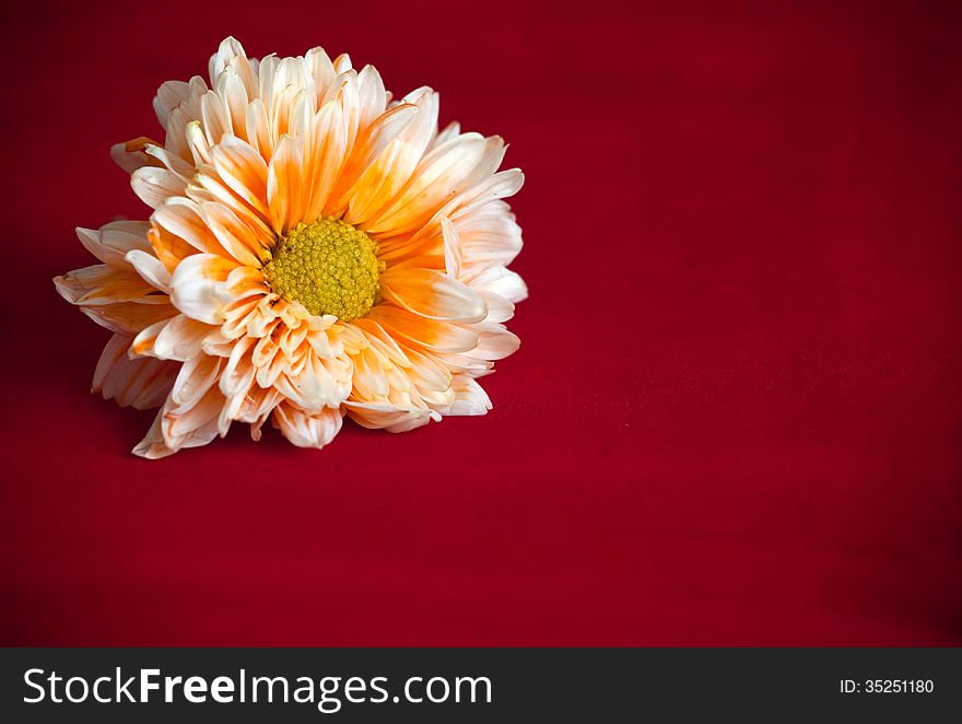 Orange chrysanthemum flower on red background